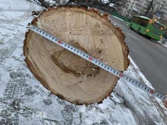 Вандалы срубили 50-летнее дерево в центре Тюмени