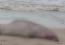 На побережье Каспийского моря в Дагестане обнаружили 272 мертвых тюленя