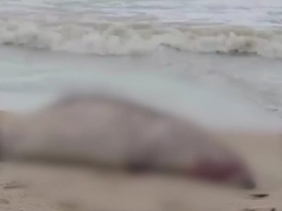 В Дагестане обнаружили почти 300 мёртвых краснокнижных тюленей