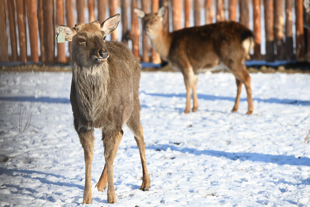 В Жирновском районе появилась ферма пятнистых оленей