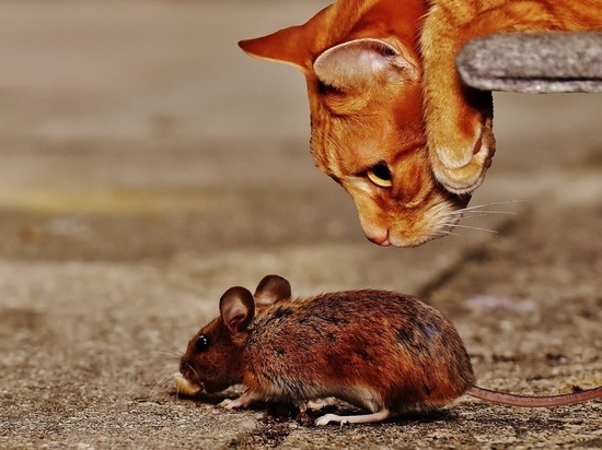 Волгоградский эксперт назвал способ избавиться от мышей в доме