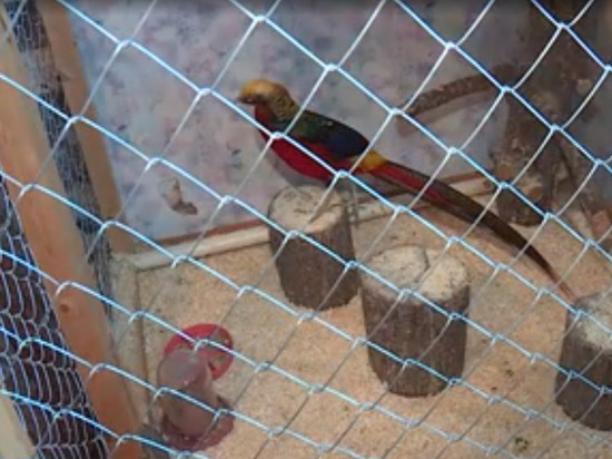 Животные частного зоопарка на Колыме умирают от голода из-за карантина
