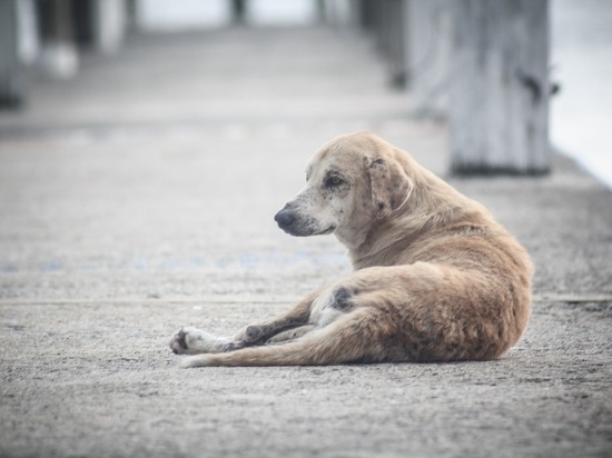 Осипов обратил внимание на проблему бездомных собак в Чите