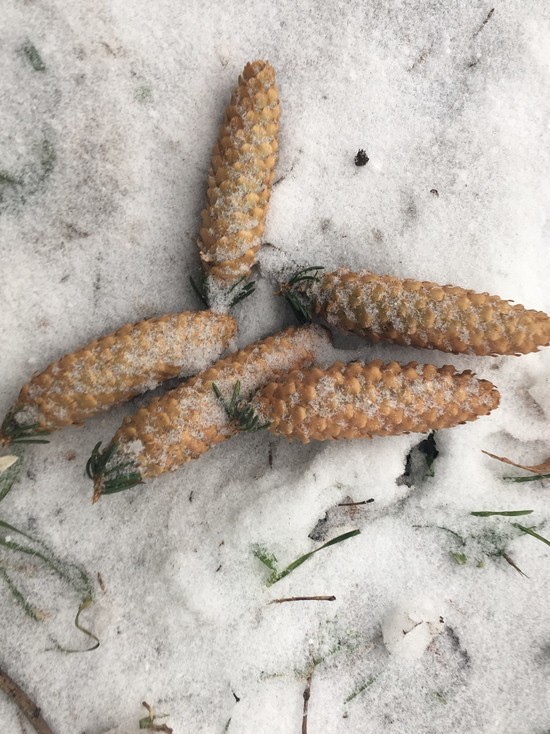 Десять тонн шишек заготовили в Смоленской области лесоводы