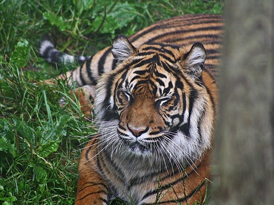 Тигрица из Новосибирска ждет в ОАЭ жениха из Приморья