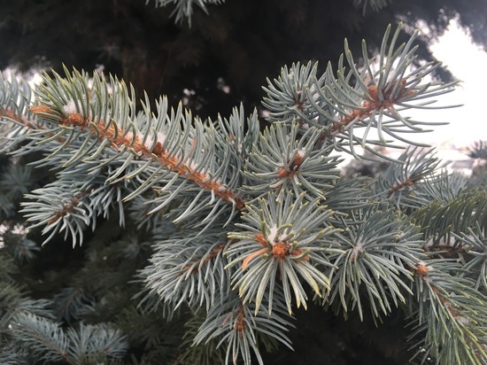 В Смоленске погода уже выбрала лимит ясных дней в декабре