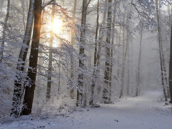 В преддверии Нового года в Кировской области усилили охрану леса