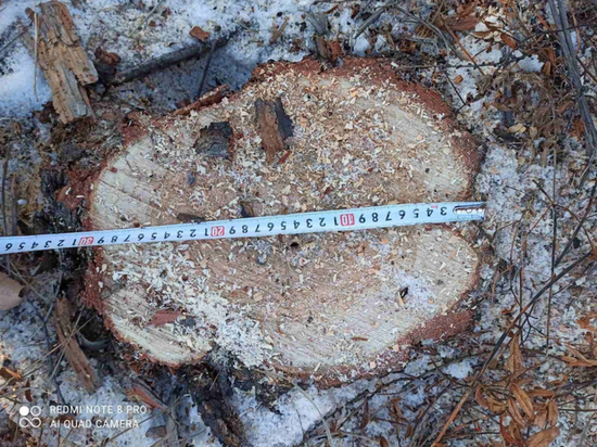 «Черные» лесорубы вырубили 150 сосен и лиственниц в Забайкалье