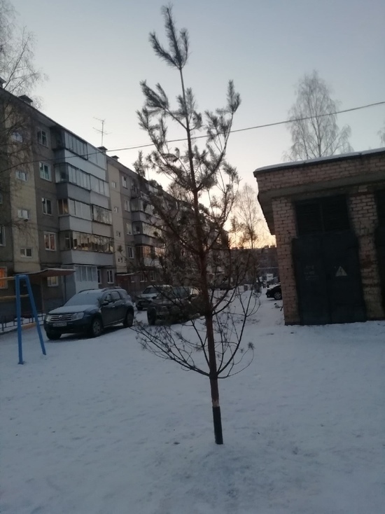 В Усть-Катаве депутат подарил жителям прошлогоднюю елку