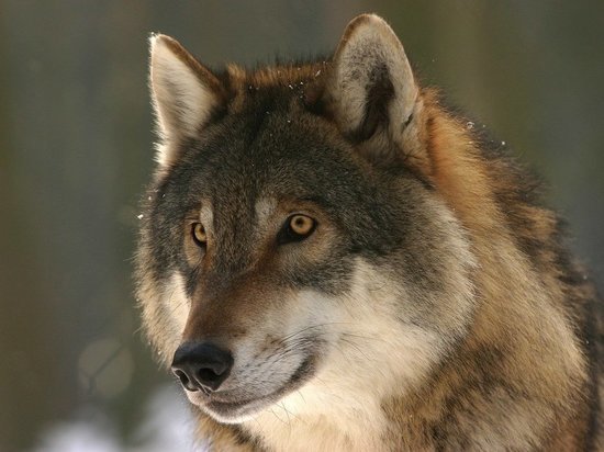 Волки атаковали Опочку - жалоба местной жительницы