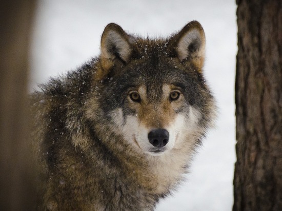 В России заговорили о проблеме волков: популяция катастрофических  показателей - МК