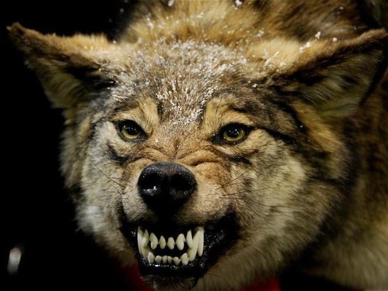 Костромские напасти: расплодившиеся волки нападают на собак