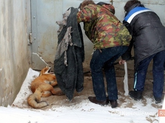 В Кинешме нашли лисицу с перебитым позвоночником