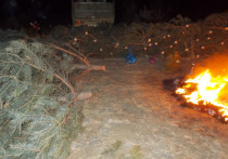 В Ононском районе Забайкалья задержали начальника лесхоза после ночной вырубки новогодних сосен, которые с его разрешения провели два жителя Калганского района