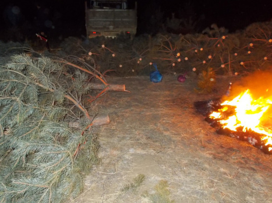 Начальника лесхоза задержали после рубки новогодних сосен в Забайкалье