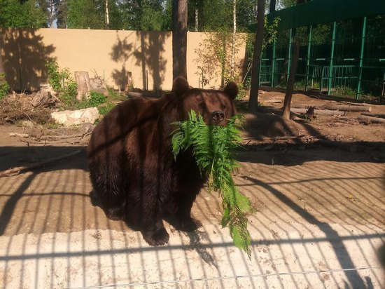 Медведи в костромском зоопарке уже дремлют, но еще не спят