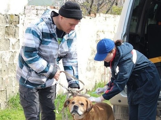 В Краснодаре стерилизуют 70 бездомных собак