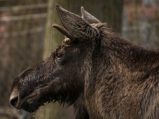 На Алтае задержали банду браконьеров, убивших самку лося
