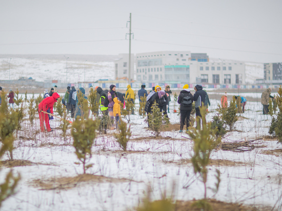 Жители Алматы высаживают сосновый бор в городе