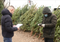 В областном центре с 25 декабря начинается продажа елок