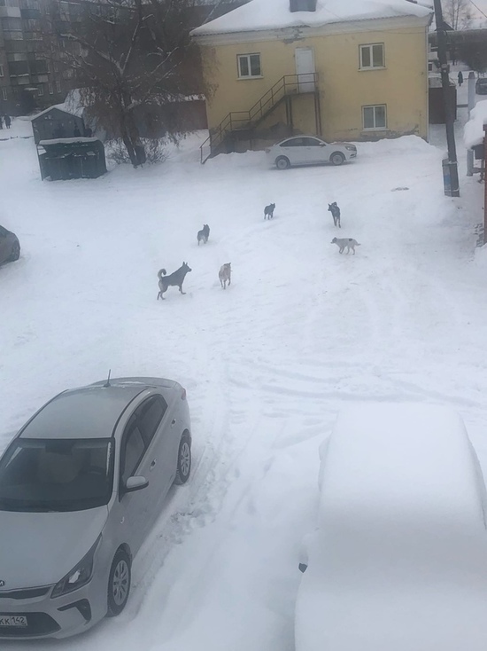 Типичное белово последние новости сегодня. Бродячие собаки погодарп5.