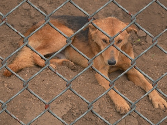 Приют для бездомных животных создадут в Красном Чикое