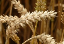 Российские экспортёры пшеницы пожаловались на свои проблемы на таможне