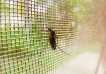 В Таиланде на курорте Паттайя произошла вспышка вируса чикунгунья, переносимого комарами
