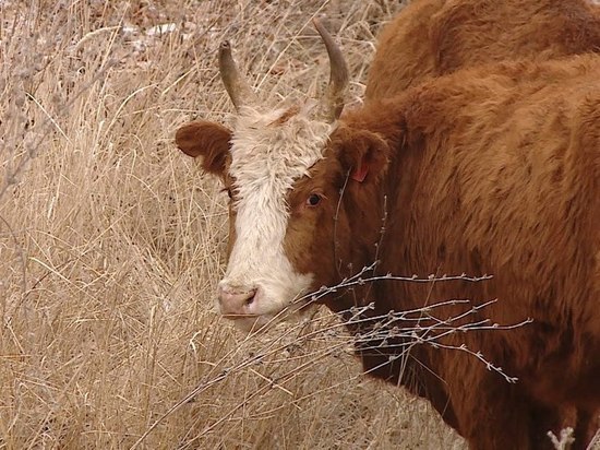Калмыцкие коровы перезимуют у соседей в Волгоградской области