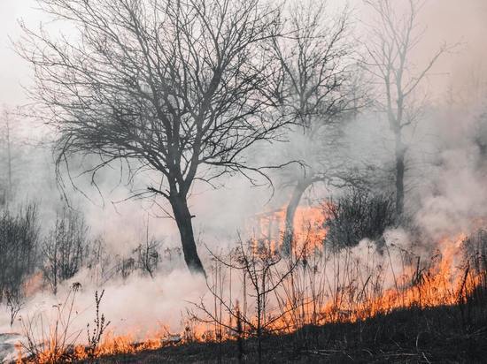Дым лесного пожара может переносить инфекционные заболевания