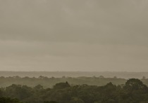 Тропические леса Бразилии начали выделять больше углекислого газа, чем поглощать