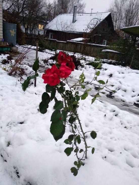 Среди снегов Тверской области расцвели розы