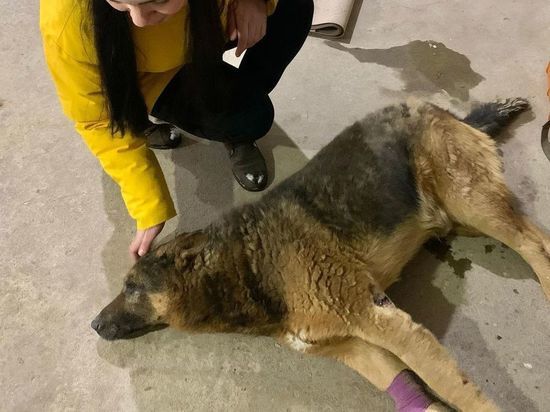 Спасенный после ДТП в Твери пес умер в клинике