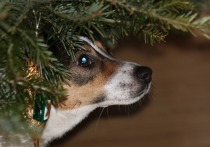 Президент Российской кинологической ассоциации Владимир Голубев рассказал, чего не должно быть на новогодней елке, если в доме есть собака