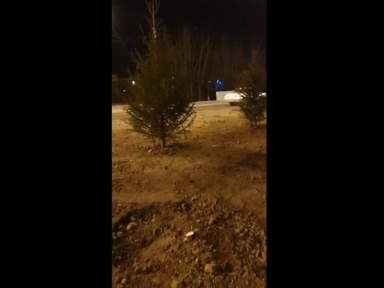 Вандалы выкопали елки и спилили дорожное ограждение в Чите