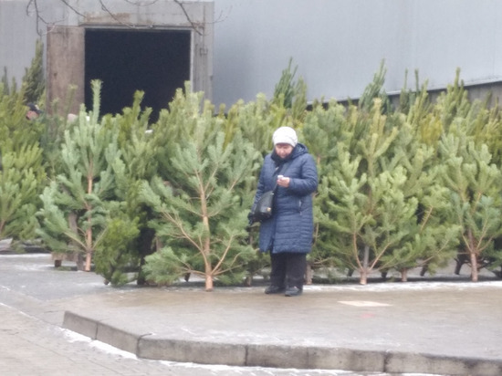 Российские сосны продают в ЛНР за 2500 рублей