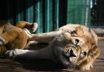 История спасения львенка Симбы и самки леопарда Евы затронула сердца людей во всем мире