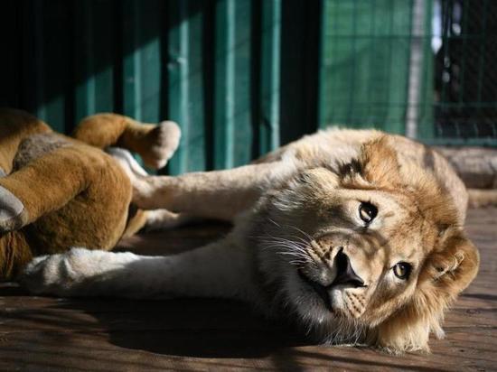 Льва Симбу и самку леопарда Еву вернут из России на историческую родину в Африку