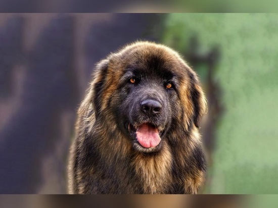 Shest Faktov O Porode Leonberger Intellektual Nyanya I Analitik Mk Ryazan