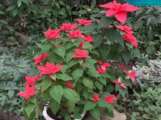 В Донецком ботаническом саду зацвела Вифлеемская звезда