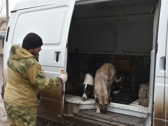 С улиц Астрахани изъяли практически 2 тысячи собак