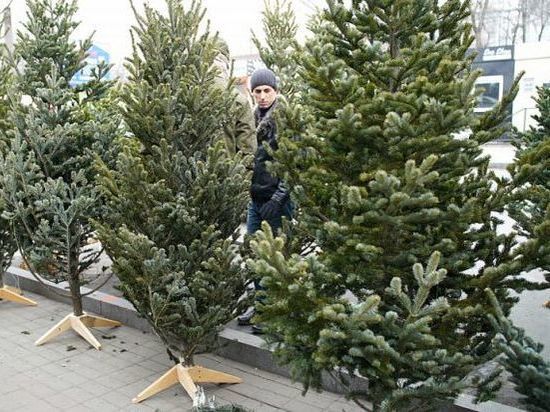 От 2 до 7 тысяч рублей  – ёлочные базары открылись в Хабаровске