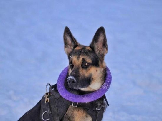 Жительница города Кемерово потеряла свою травмированную породистую собаку