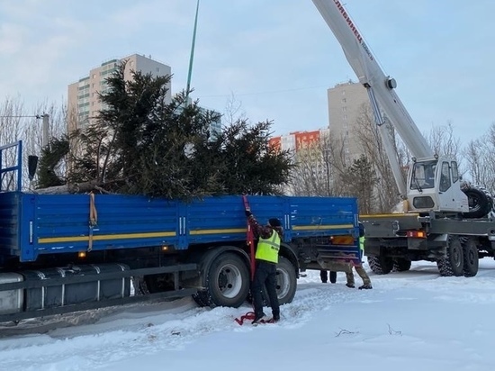 Под самый корешок: на праздник к сургутянам пришла 40-летняя ель