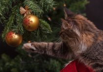 В новогодние праздники ветеринары готовятся к худшему: непременно пойдет наплыв кошек и собак, пострадавших от украшений в доме и наряженных елок