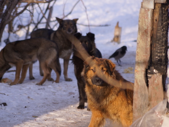 Бороться с бродячими собаками обяжут муниципалитеты Забайкалья