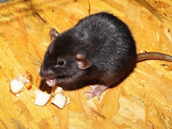 Бегающие среди продуктов крысы возмутили посетителей кузбасского супермаркета
