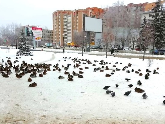 В Тамбове утки обживают остановку «Пролетарская»
