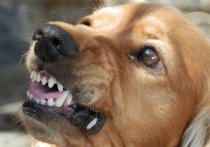 Чудовищное нападение стаи собак произошло в микрорайоне Забайкальский в Улан-удэ