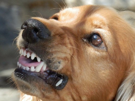Стая собак с ошейниками разорвала россиянке лицо на улице